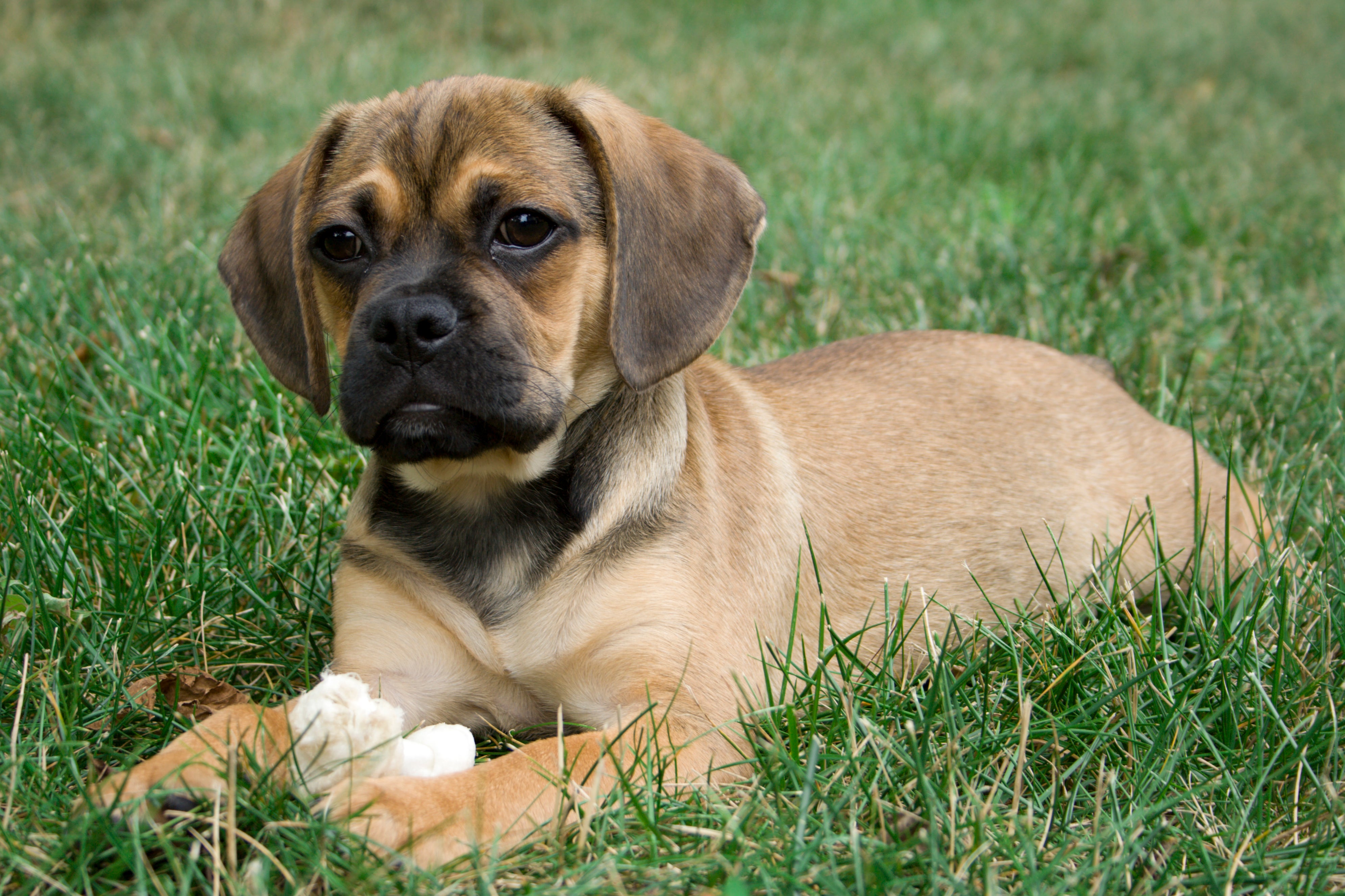 Puggle Dog Breed Adoption Info Petfinder
